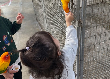 インコに餌をあげる子供