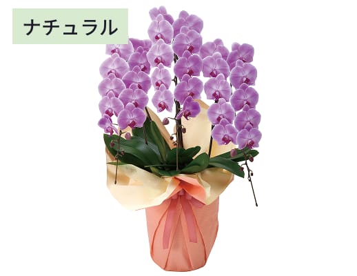 胡蝶蘭3本立(40輪前後)