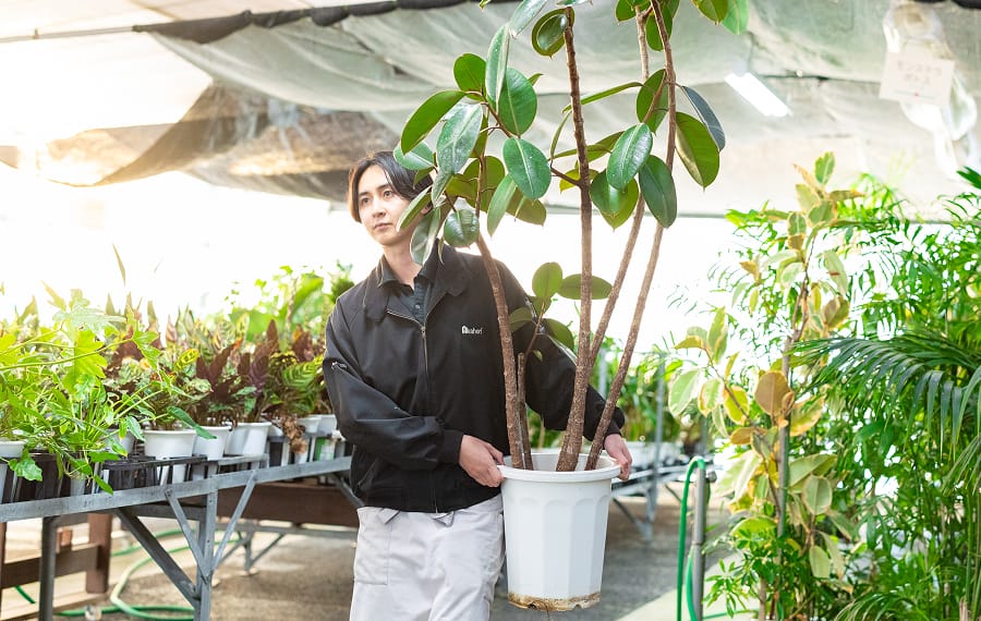 植物を運ぶ画像